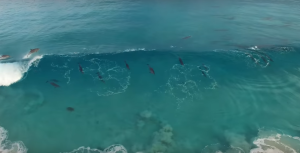 rio-asa-delta-hang-gliding-rio-de-janeiro-dolphins