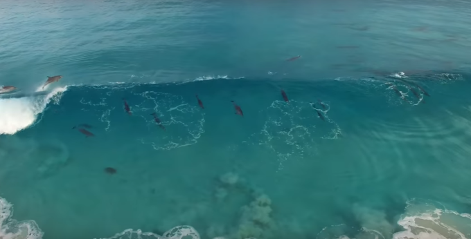 Dolphin surfing waves in Esperance, Australia - Jaimen Hudson